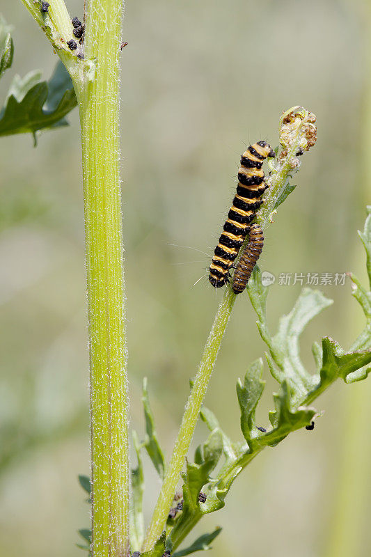 朱砂蛾(Tyria jacobaea)毛虫